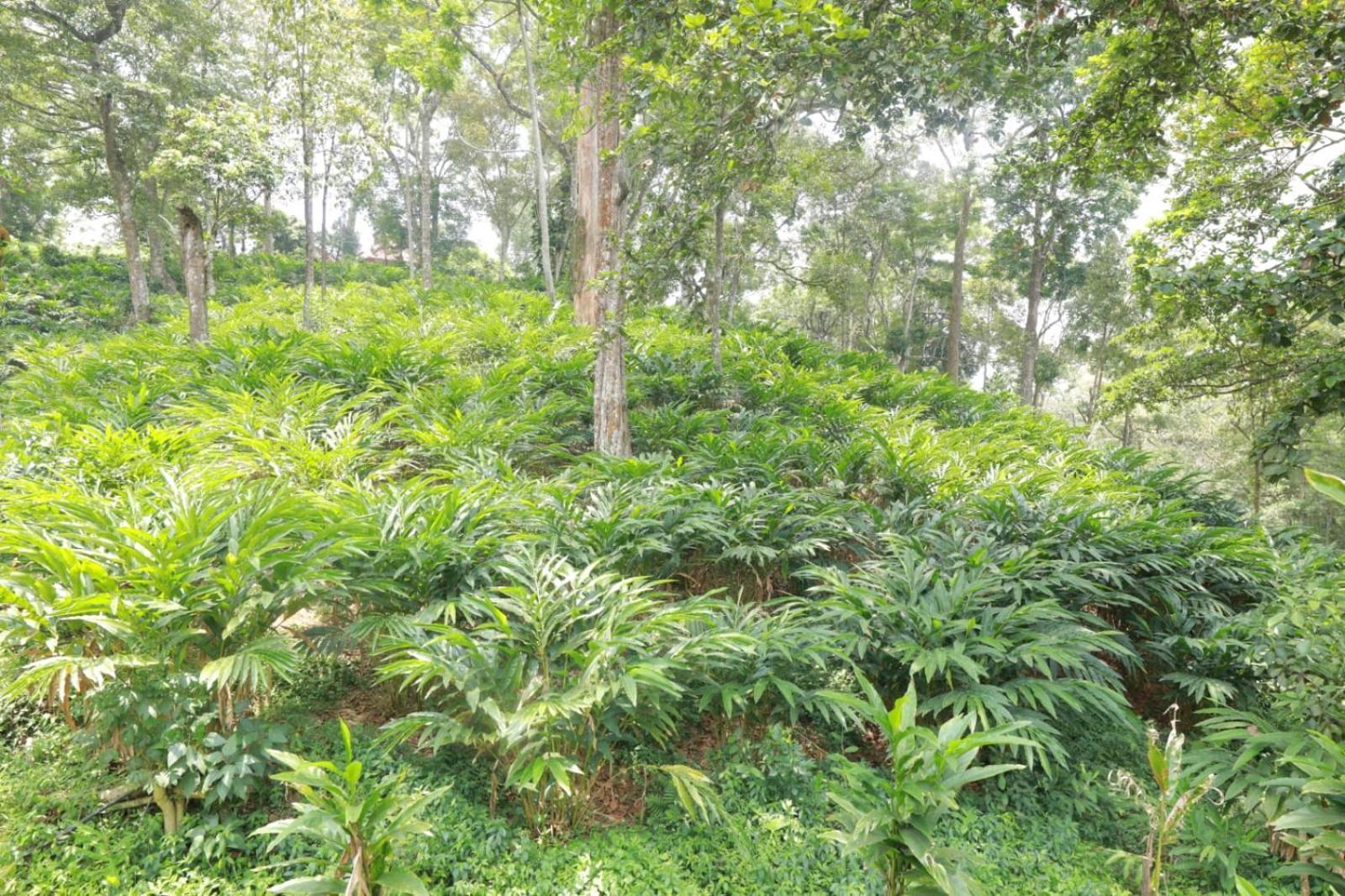 Green Shades Munnar Exterior foto