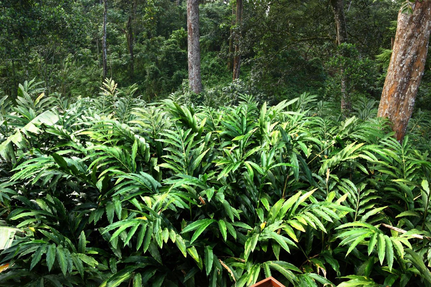 Green Shades Munnar Exterior foto